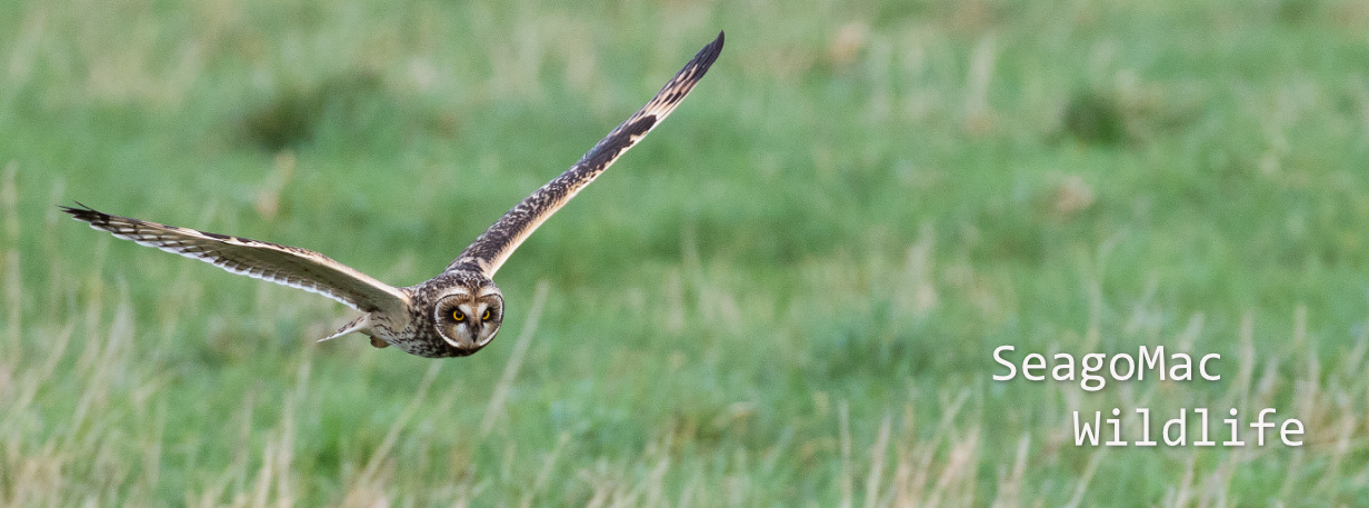 Short-eared Owl, Norfolk