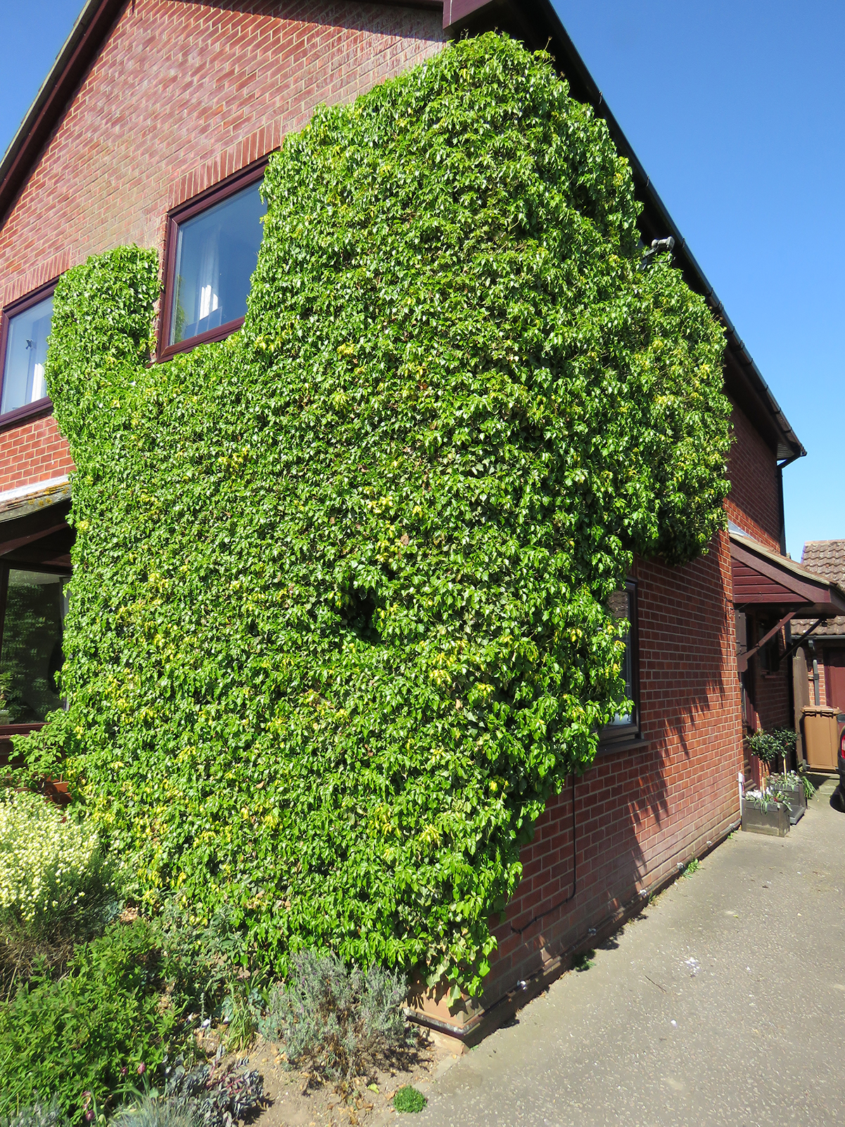 Ivy growing up the side of our house.